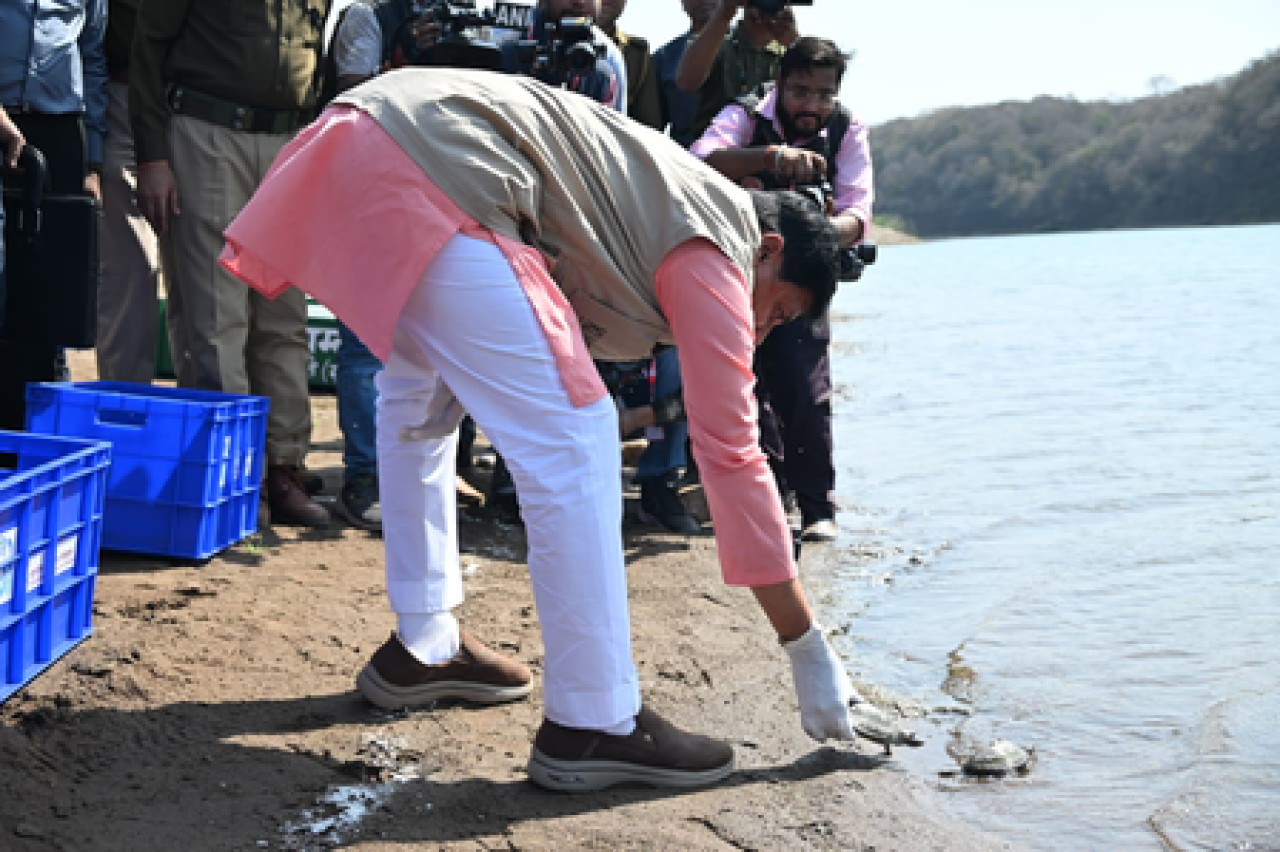 కూనో నదిలో 10 గడ్రియాలు మరియు కచ్చువలను విడిచిన సీఎం మోహన్ యాదవ్
