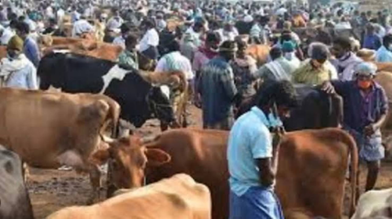 వెల్లోర్‌లో 100 సంవత్సరాల పాత పోయిగై పశు మార్కెట్‌పై ఆచార సంక్షోభం ప్రభావం