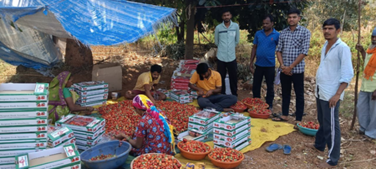 డాంగ్ జిల్లాలో స్ట్రాబెర్రీ పంటకు పెరుగుదల, రైతులు సంపన్నులైనారు