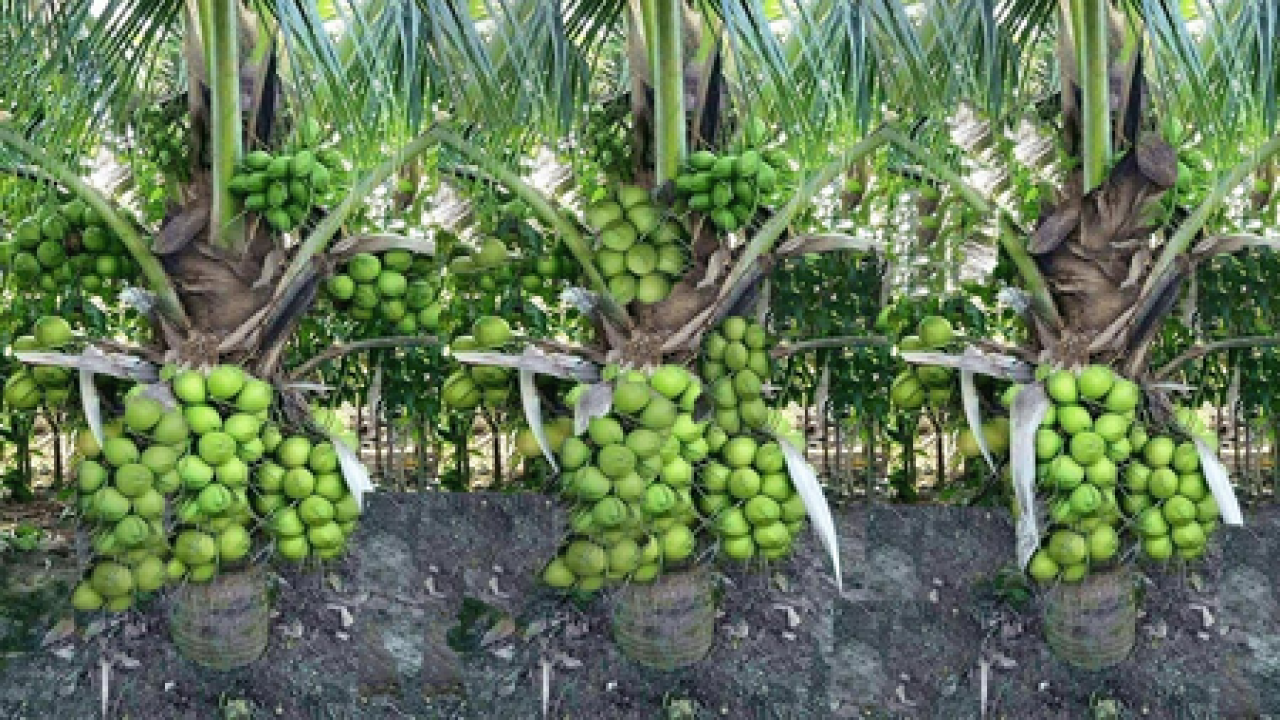 పశ్చిమ తమిళనాడులో కూలీల కొరతతో నారింజ పంటల వ్యయాలు పెరిగాయి